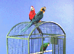 Dometop Photo